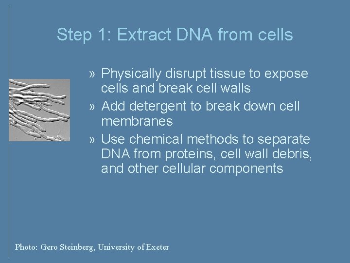 Step 1: Extract DNA from cells » Physically disrupt tissue to expose cells and Step 1: Extract DNA from cells » Physically disrupt tissue to expose cells and