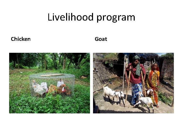 Livelihood program Chicken Goat 