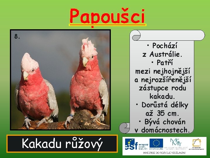 Papoušci 8. Kakadu růžový • Pochází z Austrálie. • Patří mezi nejhojnější a nejrozšířenější