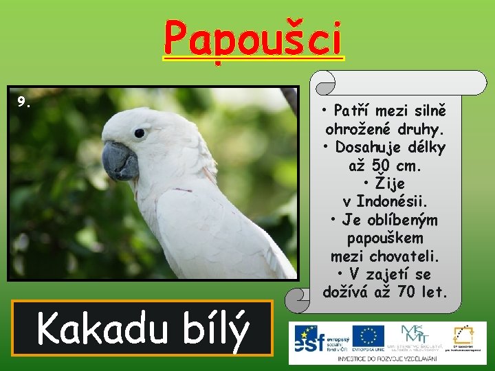 Papoušci 9. Kakadu bílý • Patří mezi silně ohrožené druhy. • Dosahuje délky až