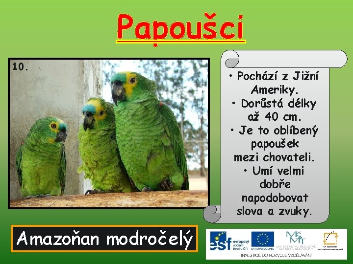 Papoušci 10. Amazoňan modročelý • Pochází z Jižní Ameriky. • Dorůstá délky až 40