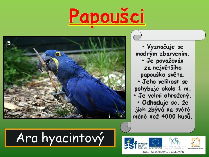 Papoušci 5. • Vyznačuje se modrým zbarvením. • Je považován za největšího papouška světa.