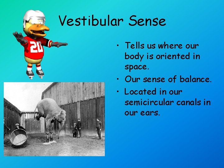 Vestibular Sense • Tells us where our body is oriented in space. • Our