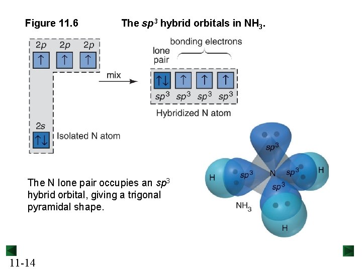 Figure 11. 6 The sp 3 hybrid orbitals in NH 3. The N lone