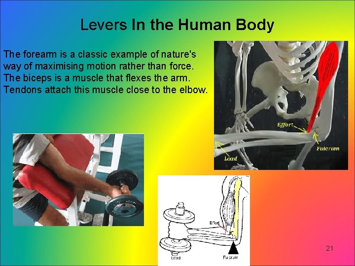 Levers In the Human Body The forearm is a classic example of nature's way Levers In the Human Body The forearm is a classic example of nature's way