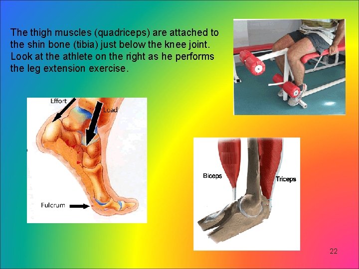 The thigh muscles (quadriceps) are attached to the shin bone (tibia) just below the The thigh muscles (quadriceps) are attached to the shin bone (tibia) just below the