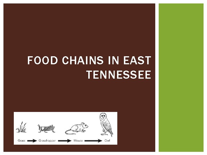 FOOD CHAINS IN EAST TENNESSEE 