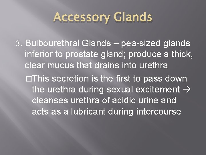 Accessory Glands 3. Bulbourethral Glands – pea-sized glands inferior to prostate gland; produce a