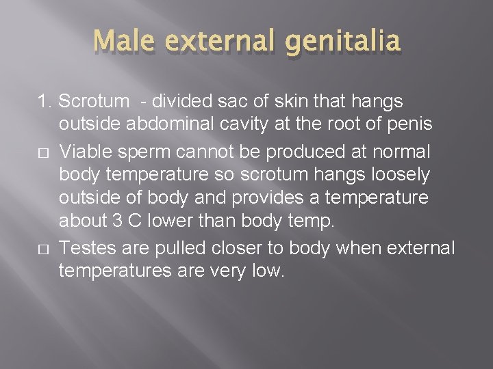 Male external genitalia 1. Scrotum - divided sac of skin that hangs outside abdominal