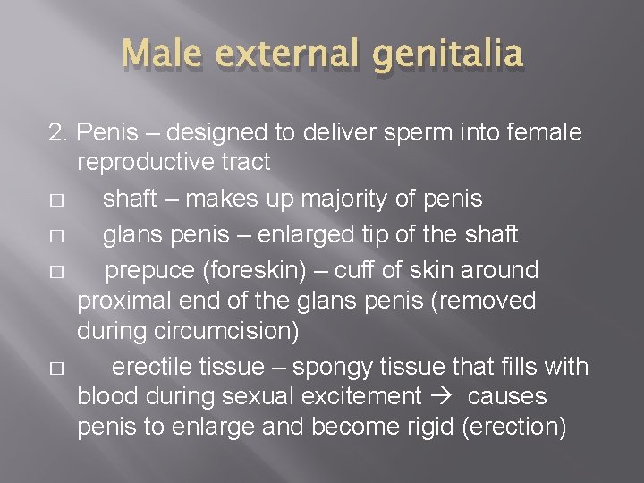 Male external genitalia 2. Penis – designed to deliver sperm into female reproductive tract