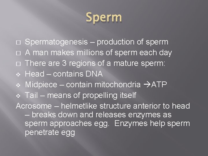 Spermatogenesis – production of sperm � A man makes millions of sperm each day