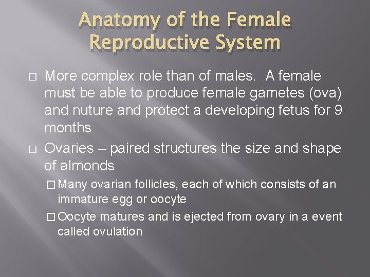 Anatomy of the Female Reproductive System � � More complex role than of males.