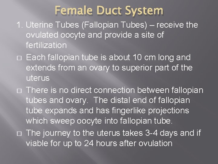 Female Duct System 1. Uterine Tubes (Fallopian Tubes) – receive the ovulated oocyte and