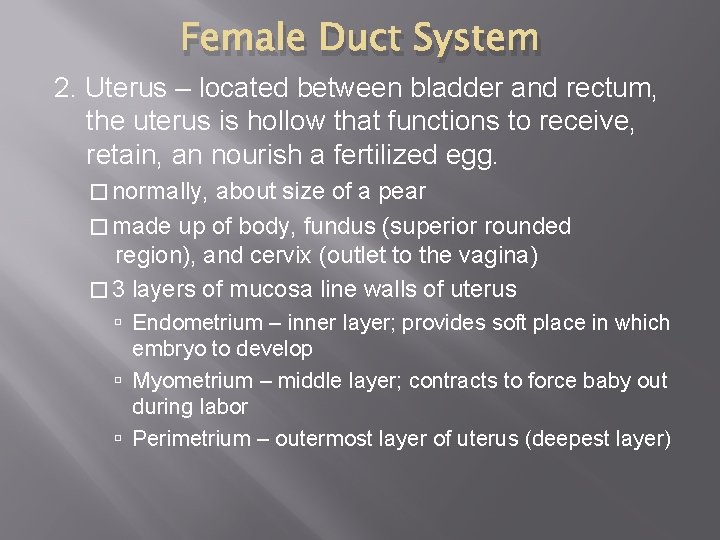 Female Duct System 2. Uterus – located between bladder and rectum, the uterus is