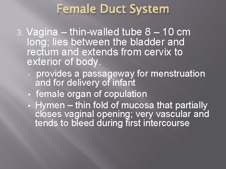 Female Duct System 3. Vagina – thin-walled tube 8 – 10 cm long; lies