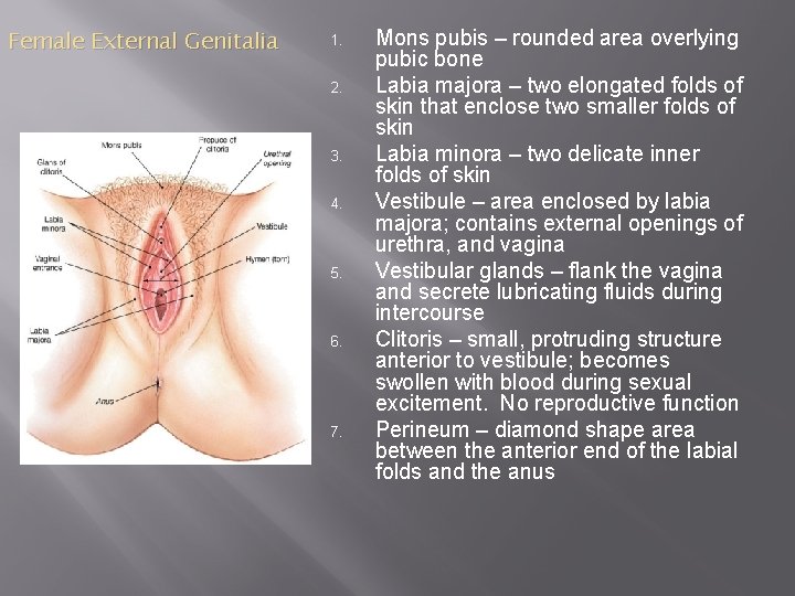 Female External Genitalia 1. 2. 3. 4. 5. 6. 7. Mons pubis – rounded
