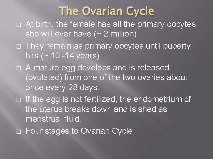 The Ovarian Cycle � � � At birth, the female has all the primary