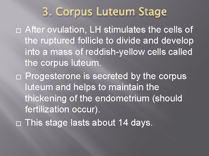 3. Corpus Luteum Stage � � � After ovulation, LH stimulates the cells of