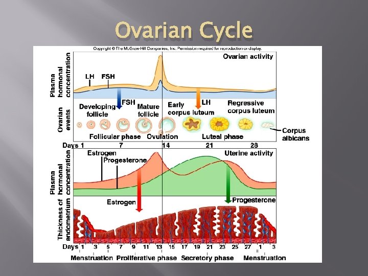 Ovarian Cycle 