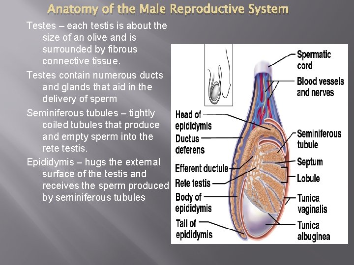 Anatomy of the Male Reproductive System Testes – each testis is about the size