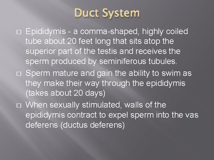 Duct System � � � Epididymis - a comma-shaped, highly coiled tube about 20