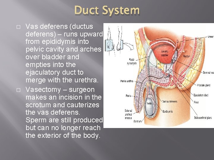 Duct System � � Vas deferens (ductus deferens) – runs upward from epididymis into