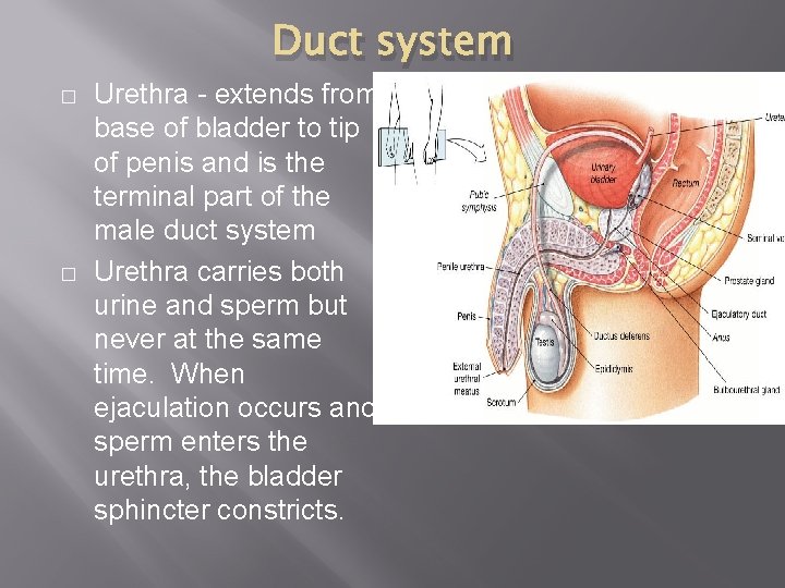 Duct system � � Urethra - extends from base of bladder to tip of