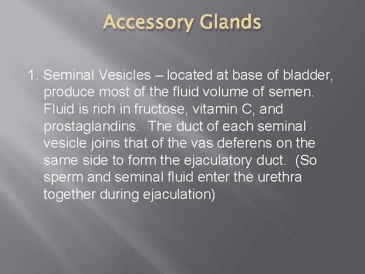 Accessory Glands 1. Seminal Vesicles – located at base of bladder, produce most of