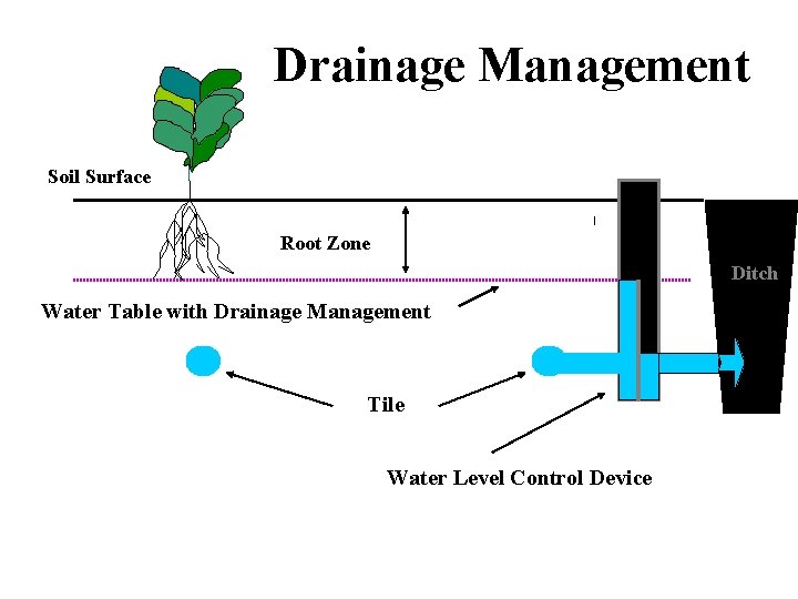 Drainage Management Soil Surface Root Zone Ditch Water Table with Drainage Management Tile Water