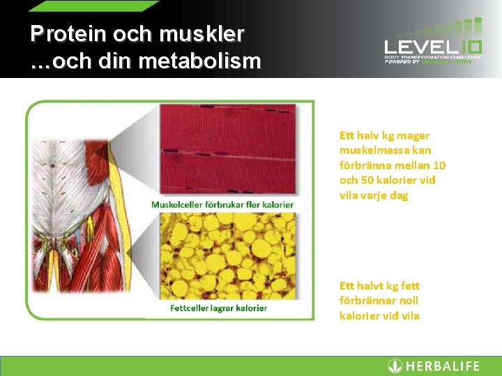 Protein och muskler …och din metabolism Ett halv kg mager muskelmassa kan förbränna mellan