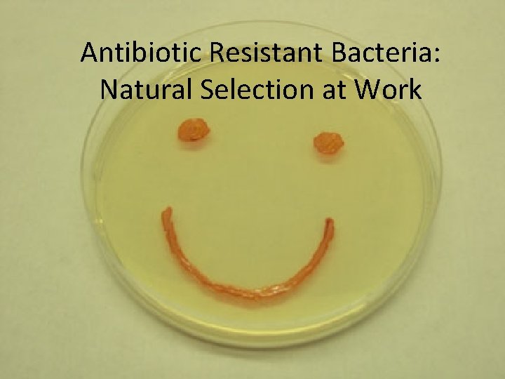 Antibiotic Resistant Bacteria: Natural Selection at Work 