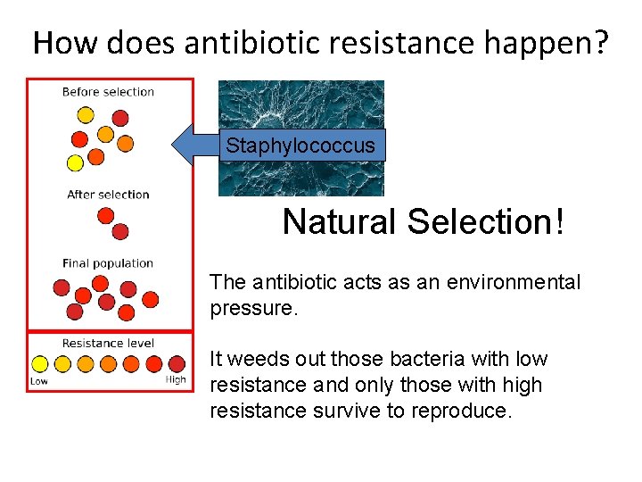 How does antibiotic resistance happen? Staphylococcus Natural Selection! The antibiotic acts as an environmental