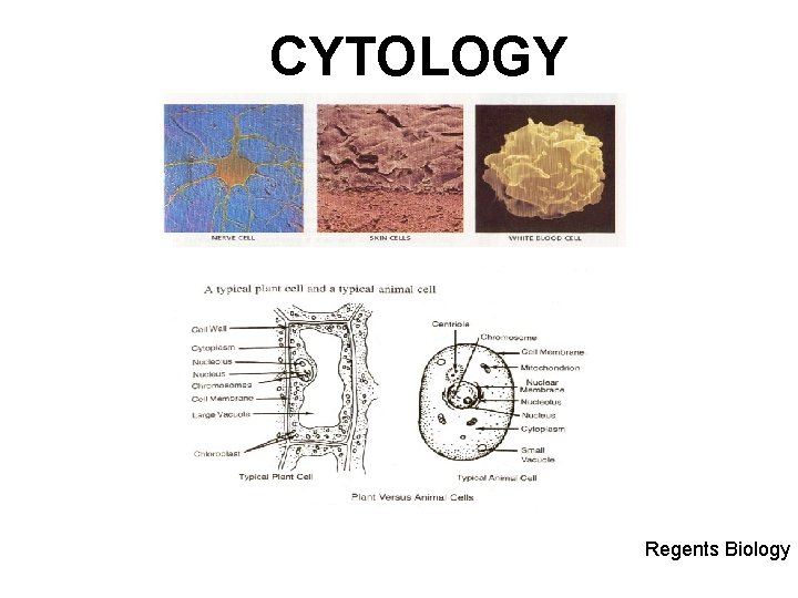 CYTOLOGY Regents Biology 