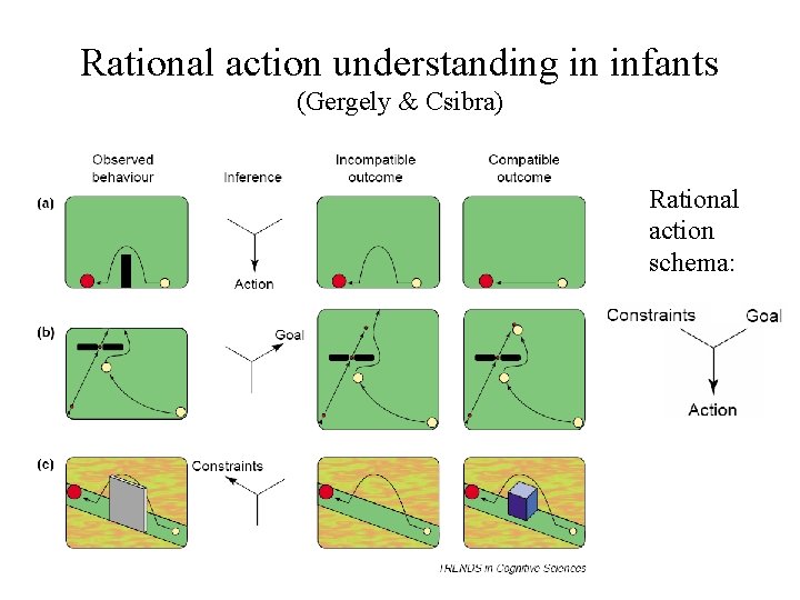Rational action understanding in infants (Gergely & Csibra) Rational action schema: Rational action understanding in infants (Gergely & Csibra) Rational action schema: