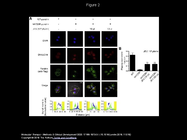 Figure 2 Molecular Therapy - Methods & Clinical Development 2020 17188 -197 DOI: (10.