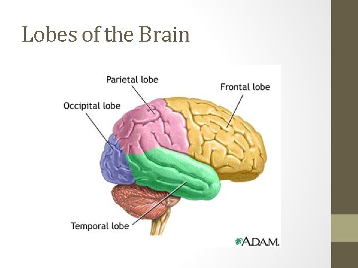 Lobes of the Brain 