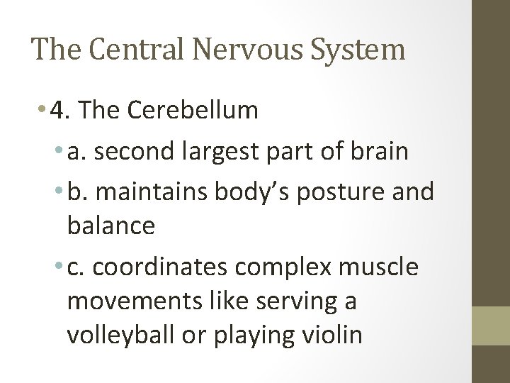 The Central Nervous System • 4. The Cerebellum • a. second largest part of