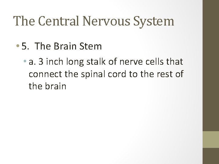 The Central Nervous System • 5. The Brain Stem • a. 3 inch long