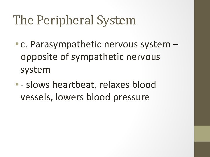 The Peripheral System • c. Parasympathetic nervous system – opposite of sympathetic nervous system