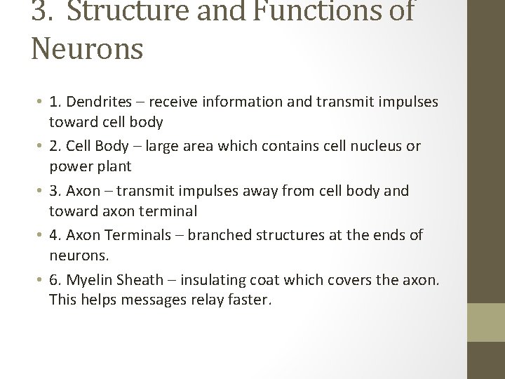 3. Structure and Functions of Neurons • 1. Dendrites – receive information and transmit