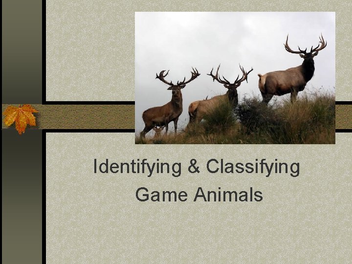 Identifying & Classifying Game Animals 