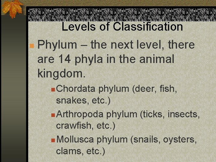 Levels of Classification n Phylum – the next level, there are 14 phyla in