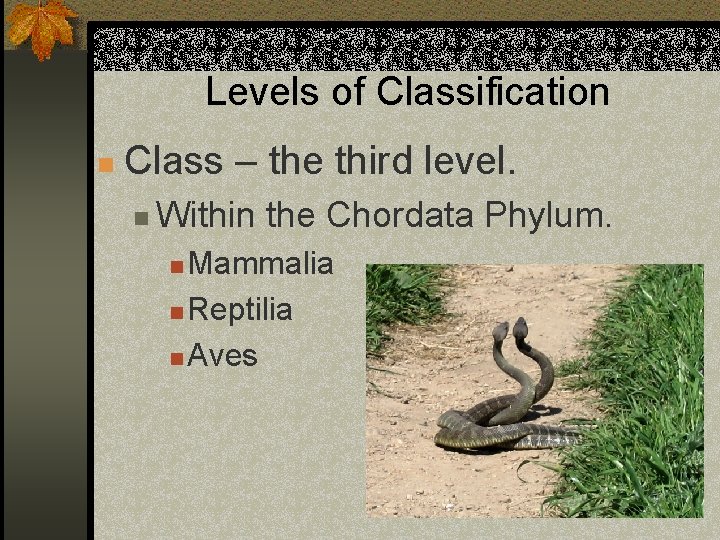 Levels of Classification n Class – the third level. n Within the Chordata Phylum.