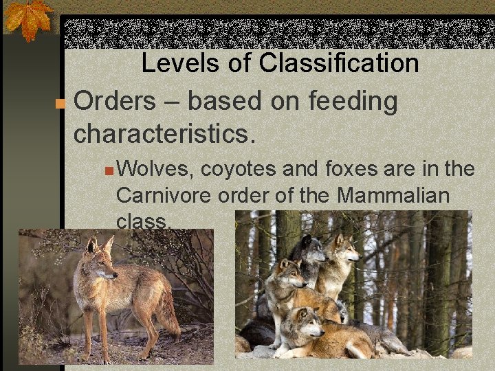 Levels of Classification n Orders – based on feeding characteristics. n Wolves, coyotes and