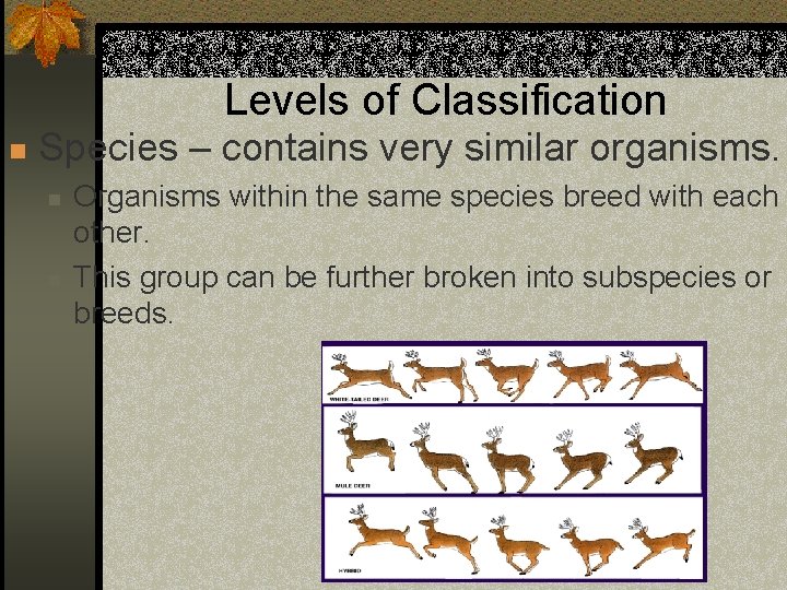 Levels of Classification n Species – contains very similar organisms. n n Organisms within