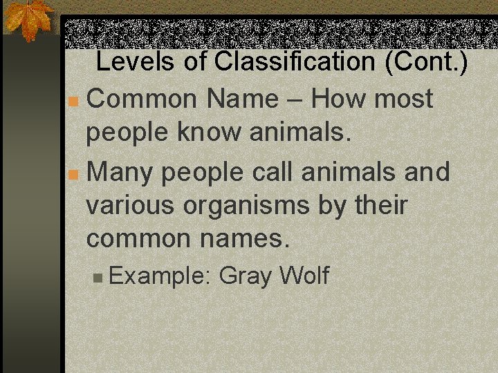 Levels of Classification (Cont. ) n Common Name – How most people know animals.