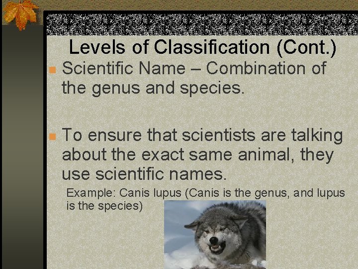 Levels of Classification (Cont. ) n n Scientific Name – Combination of the genus