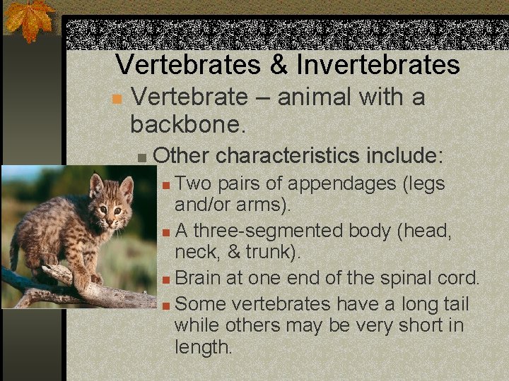 Vertebrates & Invertebrates n Vertebrate – animal with a backbone. n Other characteristics include: