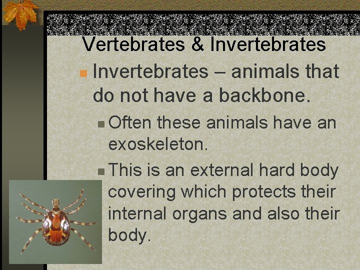Vertebrates & Invertebrates n Invertebrates – animals that do not have a backbone. Often