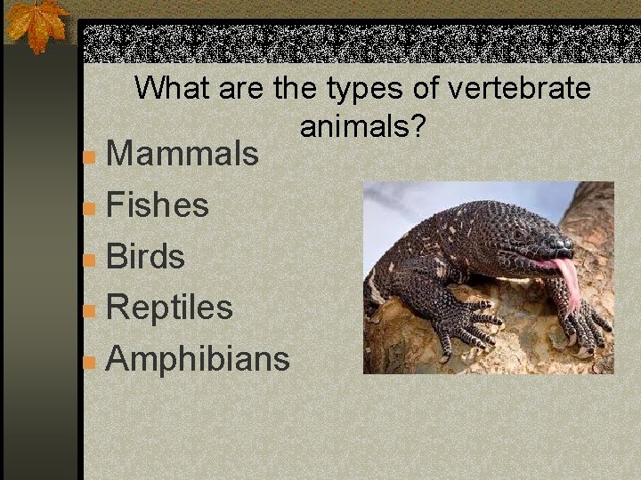 What are the types of vertebrate animals? Mammals n Fishes n Birds n Reptiles